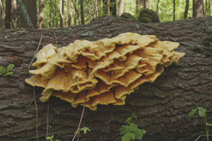 Tondeltrechter zwavel geel