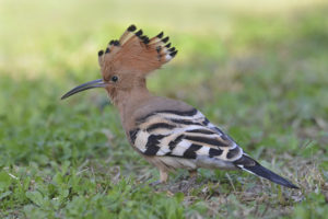 Hoopoe