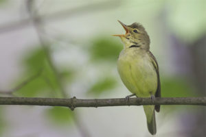 Groene Spotlijster