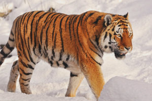 Amur tijger