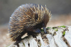 Australische Echidna