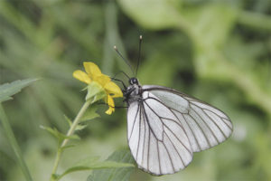 Witte vlinder