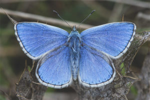 Vlinder Lycaenidae