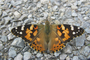 Vlinder distel