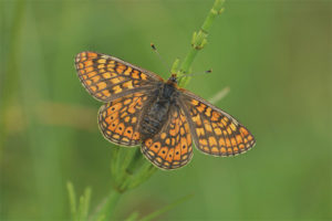 Butterfly tekenaar