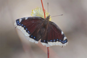 Vlinder rouw