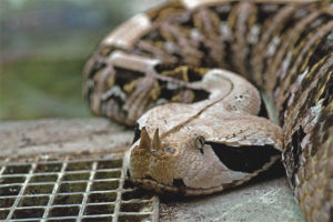 Gabon adder