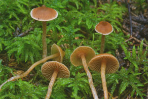 Galerina moeras