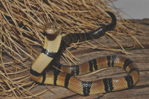 Geringde watercobra