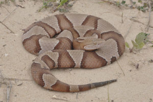 Copperhead snuit