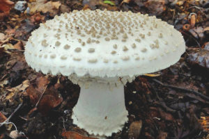 Amanita muscaria