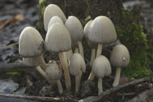 Coprinus grijs