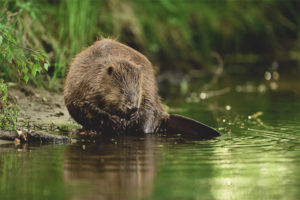 Gemeenschappelijke bever