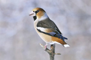 Appelvink