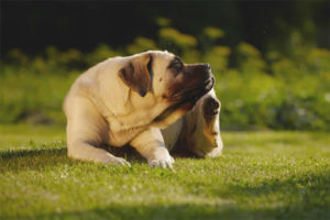 Waarom jeukt een hond als er geen vlooien zijn?