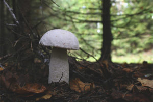 Boletus wit