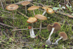 Psilocybe is blauw