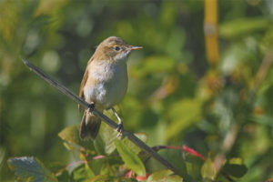 Tuin riet