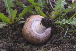 Champignon dubbel thoracaal