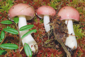 Russula berk