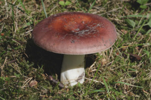 Russula eten