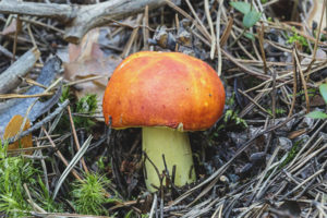 Russula gouden