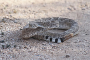 Ratelslang uit Texas