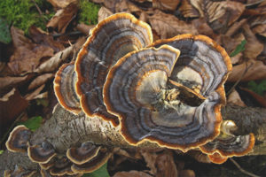 Trametes veelkleurig