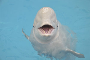 Beluga walvis