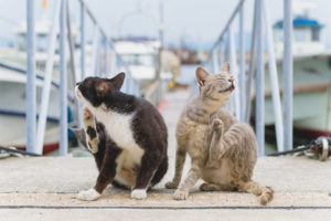 Schurft bij katten en katten