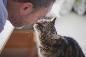 Hoe te begrijpen dat een kat van je houdt