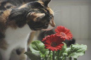 Bloemen beschermen tegen een kat