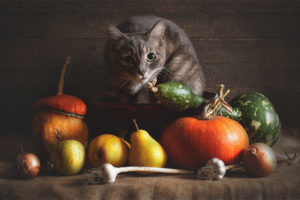 Welke groenten kunnen katten geven