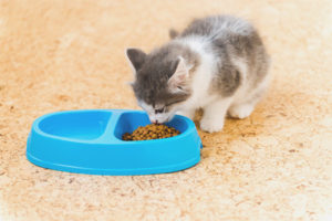 Het kitten eet geen droogvoer