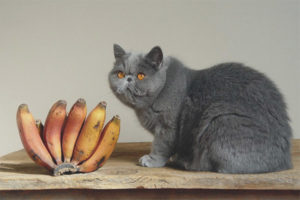 Is het mogelijk om katten en katten te bananen