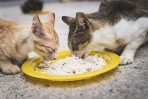 Kunnen katten en katten rijst geven?