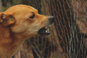 Hond gromt naar de eigenaar