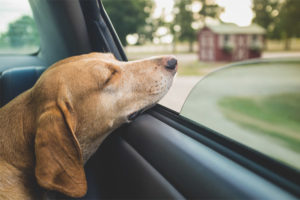 De hond schommelt in de auto