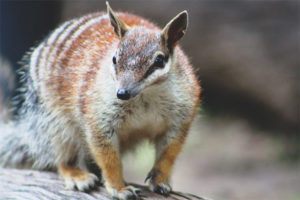 Buideldieren miereneter