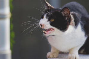 Agressieve kattenrassen