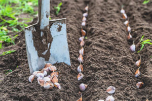 Hoe knoflook te verwerken voor het planten in de winter