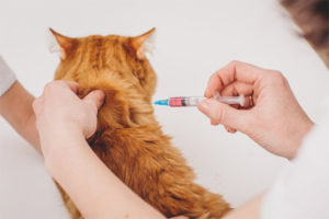 Hoe een kat een injectie bij de schoft te geven