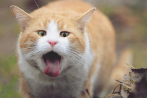 Kat kan geen wol boeren