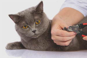 Kunnen katten hun nagels knippen?