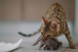 Waarom bijt een kat zijn kittens