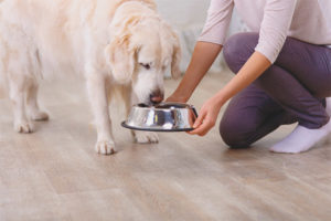 Hoeveel keer per dag om een ​​hond te voeren