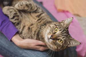 Welke kattenrassen zijn het meest aanhankelijk en slim