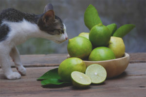 Welke geur kan katten niet uitstaan