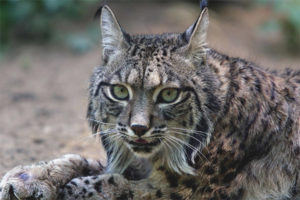 Iberische lynx