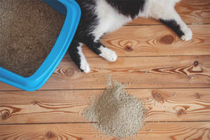 Waarom gaat de kat langs de bak naar het toilet?